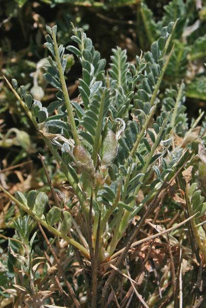Astragalus genargenteus, Astragalo del Gennargentu, Erb’e gamus