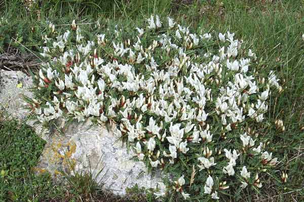 Astragalus genargenteus, Astragalo del Gennargentu, Erb’e gamus