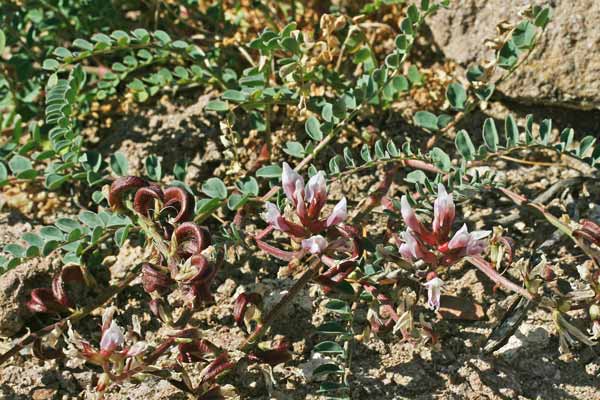 Astragalus maritimus, Astragalo marittimo, Erb’e gamus