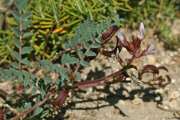 Astragalus maritimus, Astragalo marittimo, Erb’e gamus