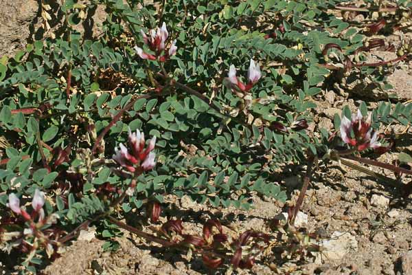 Astragalus maritimus, Astragalo marittimo, Erb’e gamus