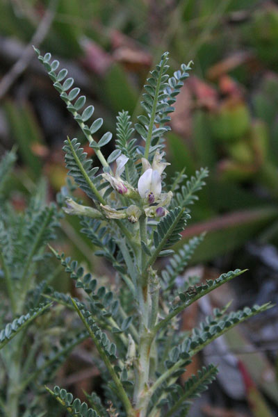 Astragalus thermensis, Astragalo di Sciacca, Erb’e gamus