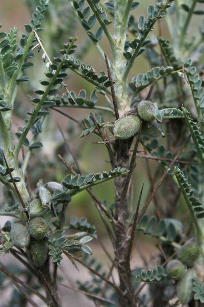 Astragalus thermensis, Astragalo di Sciacca, Erbâ€™e gamus