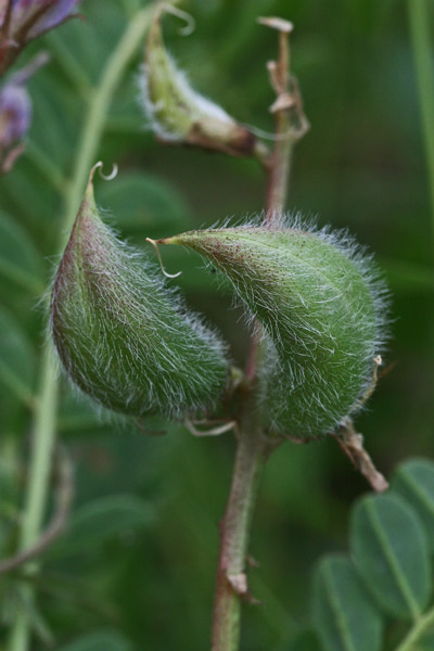 Astragalus verrucosus, Astragalo verrucoso
