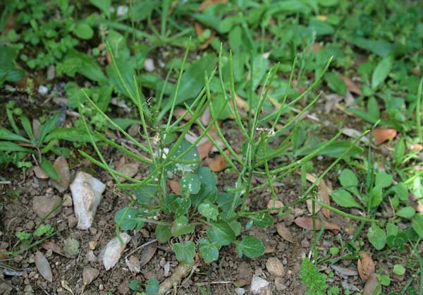 Barbarea rupicola, Erba di S. Barbara di Sardegna