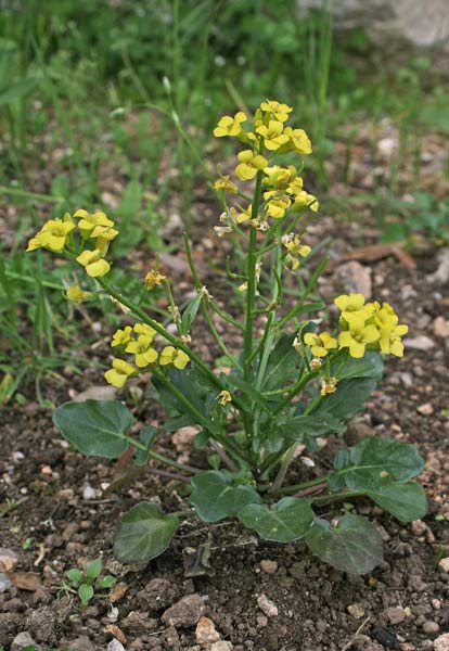 Barbarea rupicola, Erba di S. Barbara di Sardegna