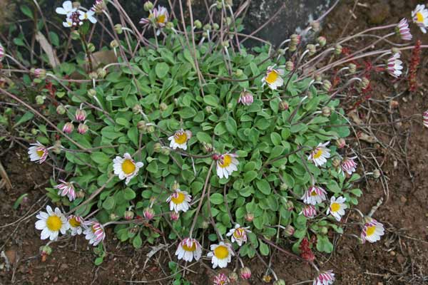 Bellium bellidioides, Bellide, Margheritina, Pratolina spatolata, Margheritedda