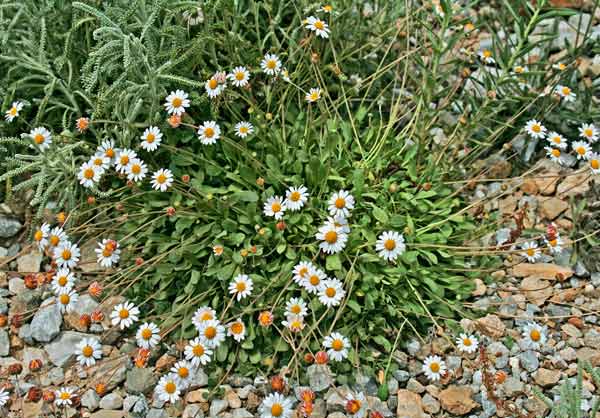 Bellium bellidioides, Bellide, Margheritina, Pratolina spatolata, Margheritedda