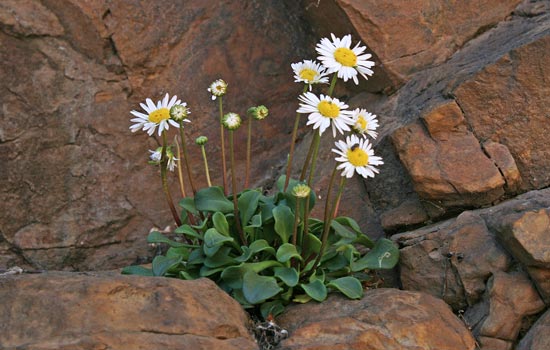 Bellium crassifolium, Bellide, Pratolina delle scogliere, Margherita a folla grassa