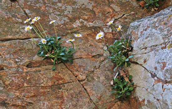 Bellium crassifolium, Bellide, Pratolina delle scogliere, Margherita a folla grassa