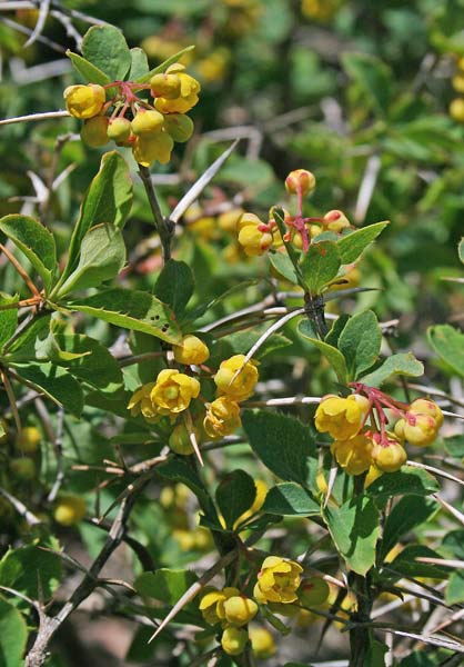 Berberis aetnensis, Crespino dell’Etna, Spina Cristi, Spina santa