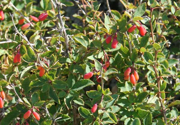 Berberis aetnensis, Crespino dell’Etna, Spina Cristi, Spina santa