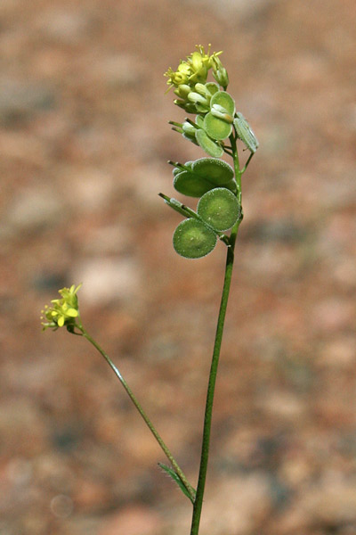 Biscutella morisiana, Biscutella di Moris, Occhialeddus