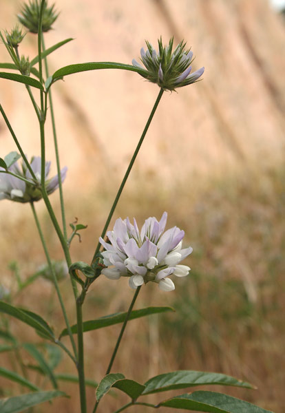 Bituminaria morisiana, Trifoglio di Moris, Trifoglione sardo, Trevullu malu