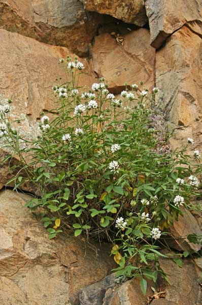 Bituminaria morisiana, Trifoglio di Moris, Trifoglione sardo, Trevullu malu