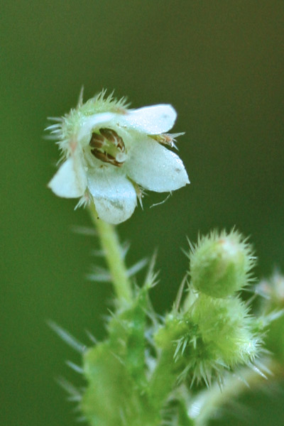 Borago morisiana, Borragine di Moris