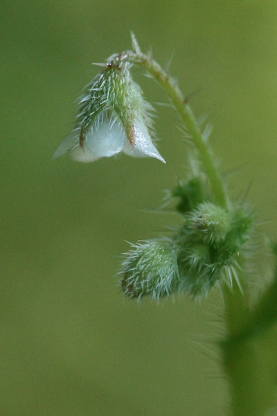 Borago morisiana, Borragine di Moris