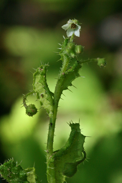 Borago morisiana, Borragine di Moris