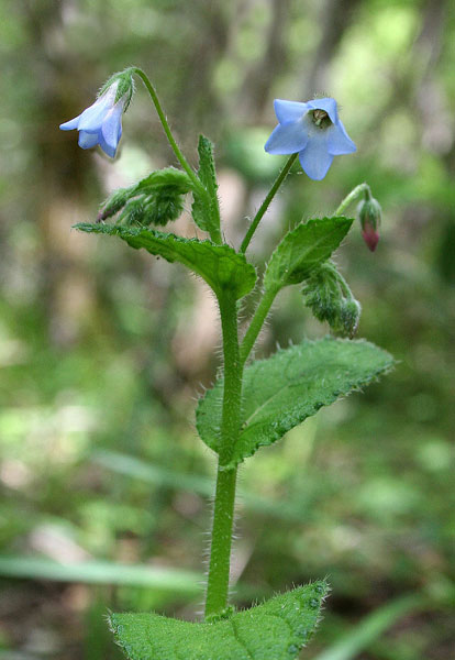 Borago pygmaea, Borragine di Sardegna