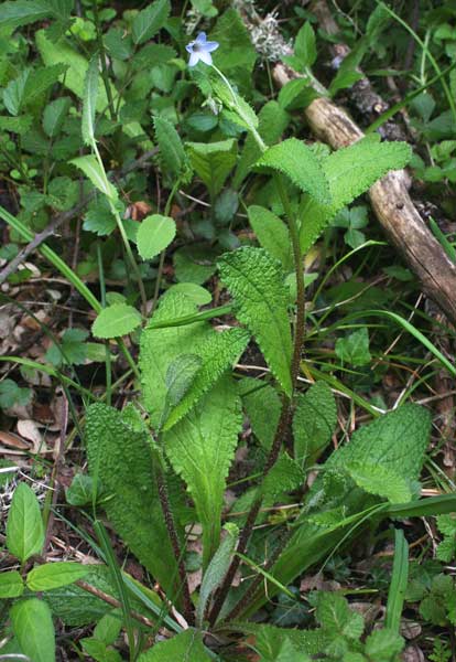 Borago pygmaea, Borragine di Sardegna