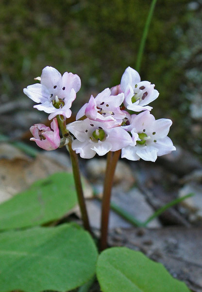 Brimeura fastigiata, Giacinto fastigiato, Scilla fastigiata, Giacintu, Giassintu, Giassintu artu