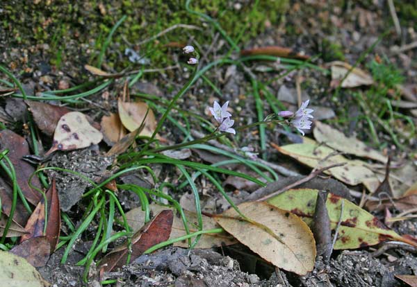 Brimeura fastigiata, Giacinto fastigiato, Scilla fastigiata, Giacintu, Giassintu, Giassintu artu