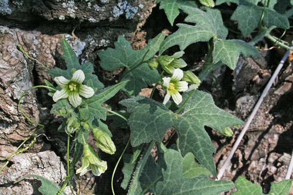 Bryonia marmorata, Brionia sardo-corsa, Zucca selvatica, Croccoriga aresti, C. burda