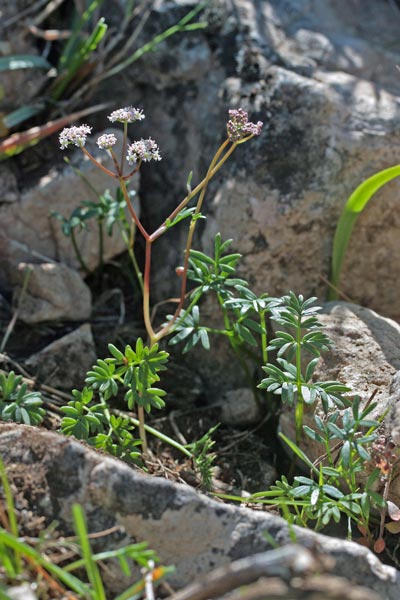 Bunium corydalinum, Bulbocastano sardo-corso