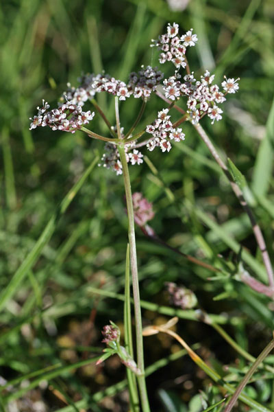 Bunium corydalinum, Bulbocastano sardo-corso