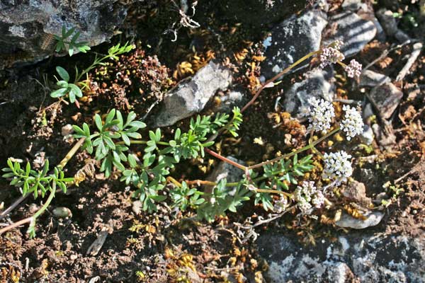 Bunium corydalinum, Bulbocastano sardo-corso