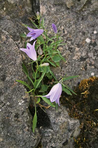 Campanula forsythii, Campanula di Forsyth, Campanedda