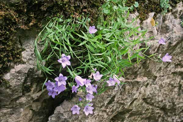 Campanula forsythii, Campanula di Forsyth, Campanedda