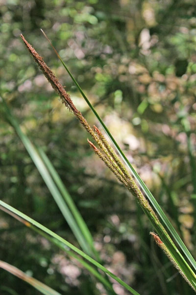 Carex microcarpa, Carice a frutti minimi, Cruccuri