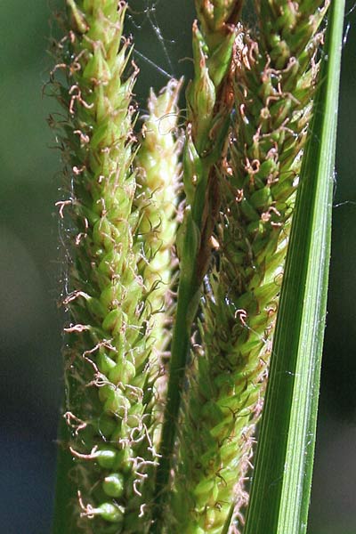 Carex microcarpa, Carice a frutti minimi, Cruccuri