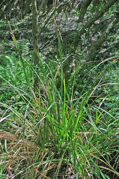 Carex microcarpa, Carice a frutti minimi, Cruccuri