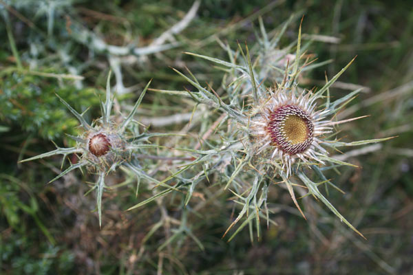 Carlina macrocephala, Carlina sardo-corsa, Spinabra, Spinarba