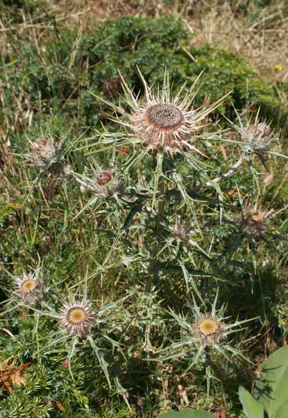 Carlina macrocephala, Carlina sardo-corsa, Spinabra, Spinarba