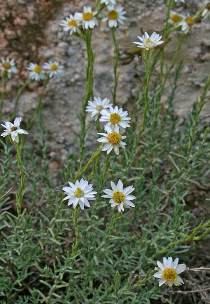 Castroviejoa montelinasana, Helichrysum montelinasanum, Perpetuini del Monte Linas