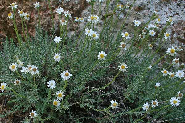 Castroviejoa montelinasana, Helichrysum montelinasanum, Perpetuini del Monte Linas