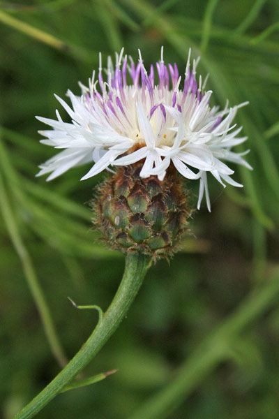 Centaurea filiformis, Fiordaliso di Oliena