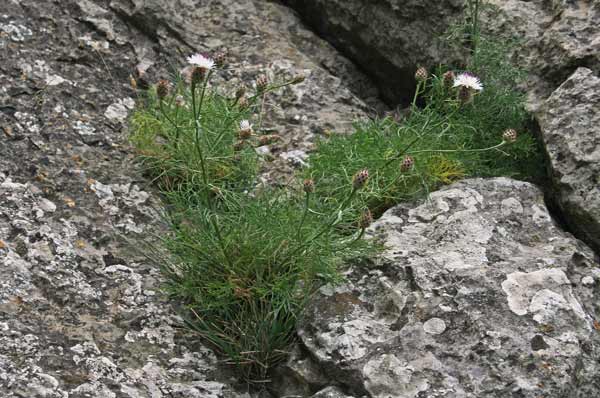 Centaurea filiformis, Fiordaliso di Oliena