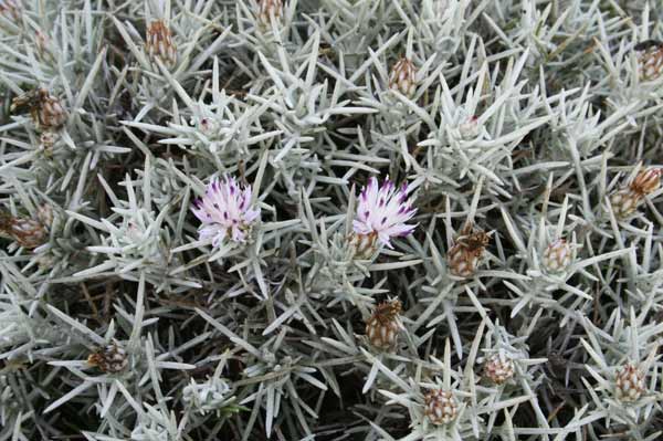 Centaurea horrida, Fiordaliso spinoso, Spina razza