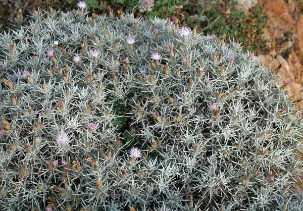 Centaurea horrida, Fiordaliso spinoso, Spina razza