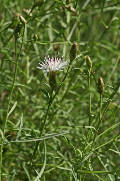 Centaurea magistrorum, Fiordaliso dei maestri