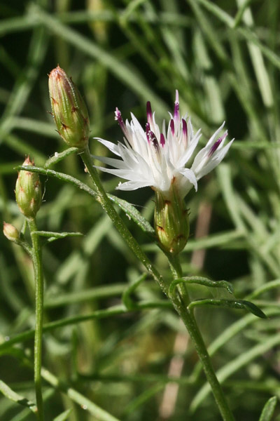 Centaurea magistrorum, Fiordaliso dei maestri