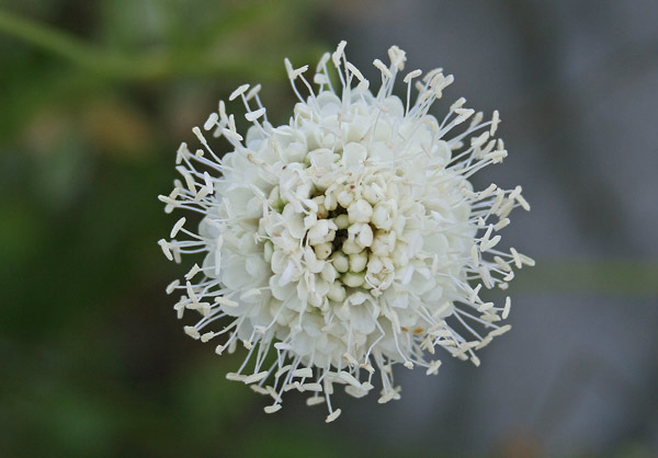 Cephalaria mediterranea, Vedovina mediterranea, Fiudedda