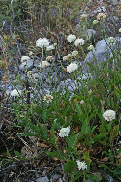 Cephalaria mediterranea, Vedovina mediterranea, Fiudedda