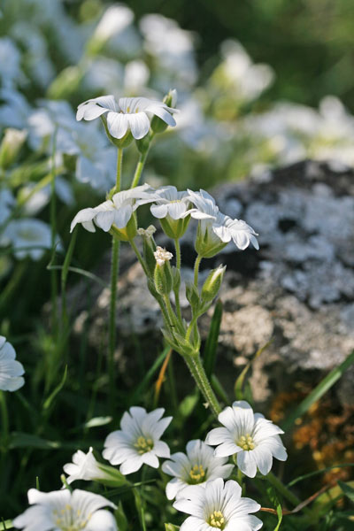 Cerastium supramontanum, Peverina