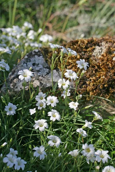 Cerastium supramontanum, Peverina