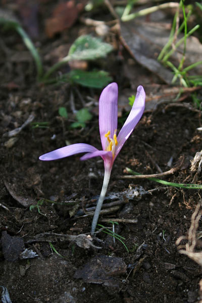 Colchicum gonarei, Colchico del M. Gonare